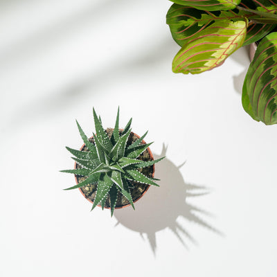 Haworthia Big Band Zebrina | Zebra Cactus | 8cm Pot | Small Easy Care House Plant - House of Kojo