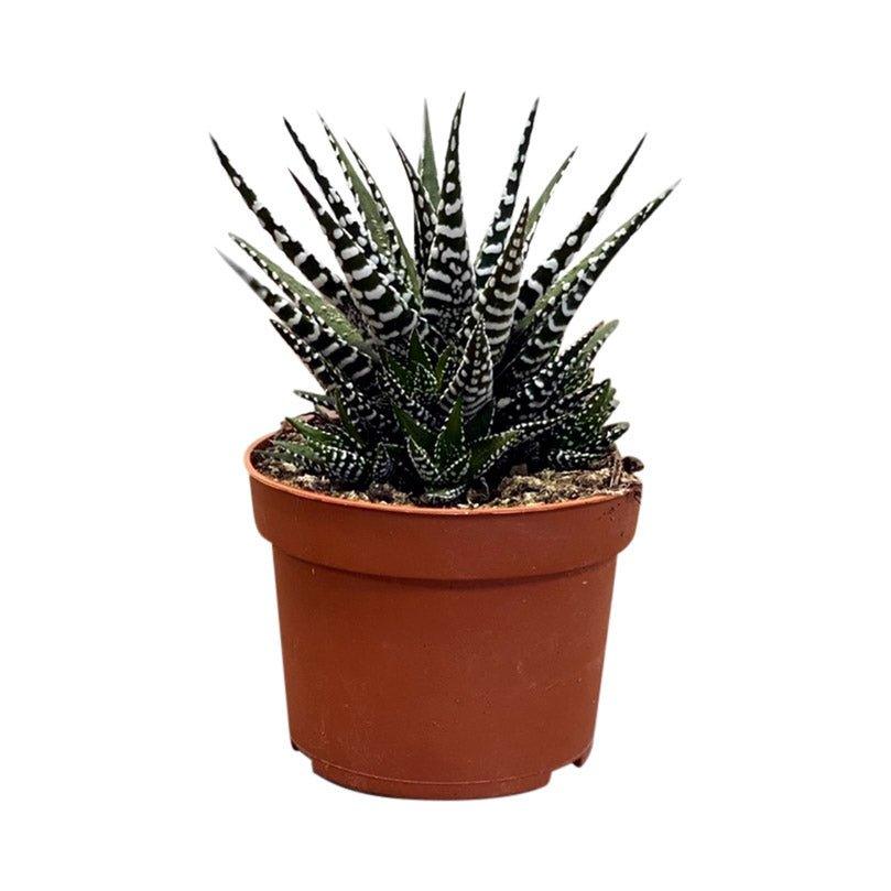 Haworthia Big Band Zebrina | Zebra Cactus | 8cm Pot | Small Easy Care House Plant - House of Kojo