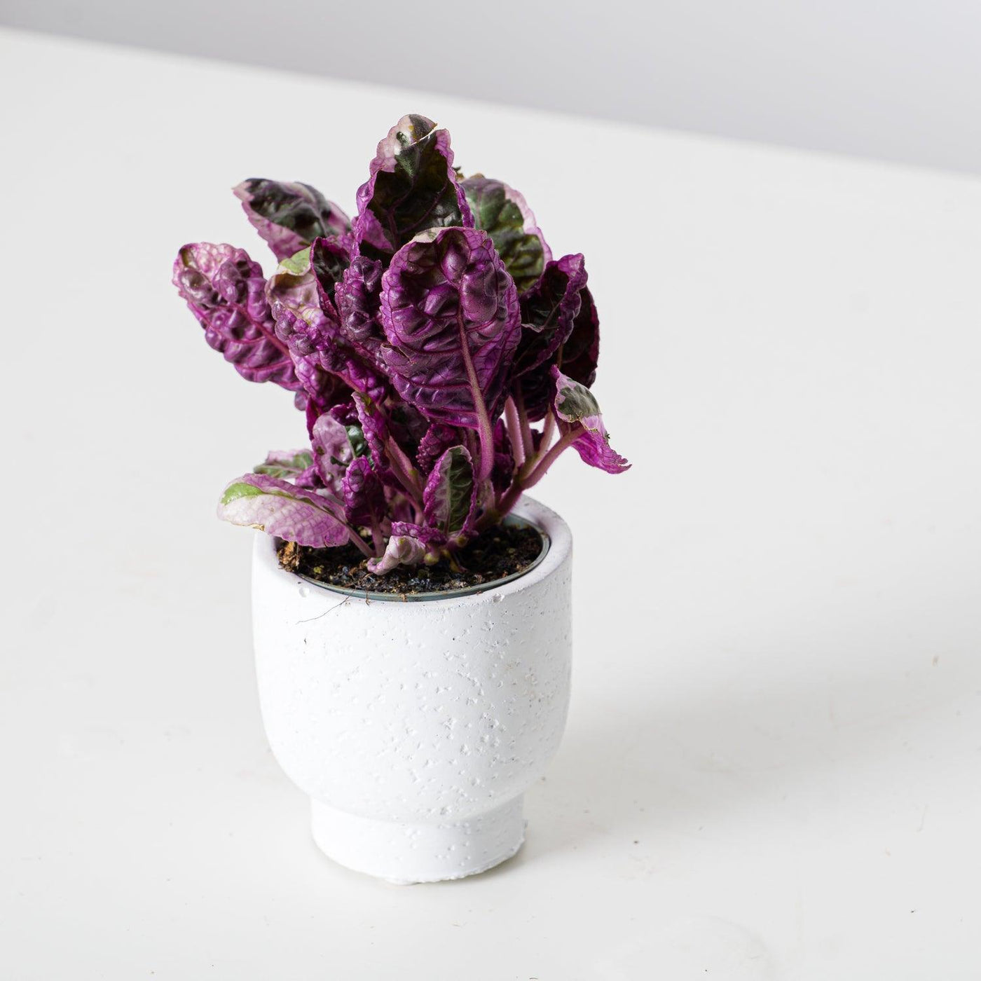purple and white house plant Hemigraphis Snow White