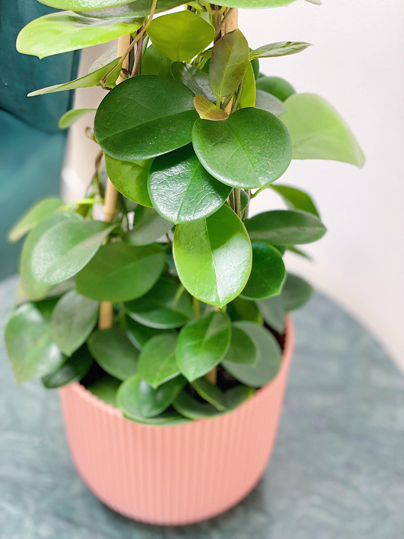 Hoya Australis - House of Kojo