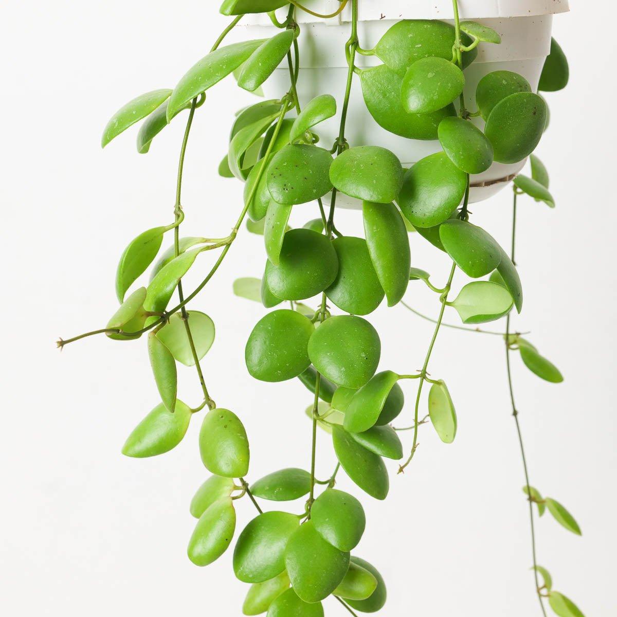 Hoya brevialata