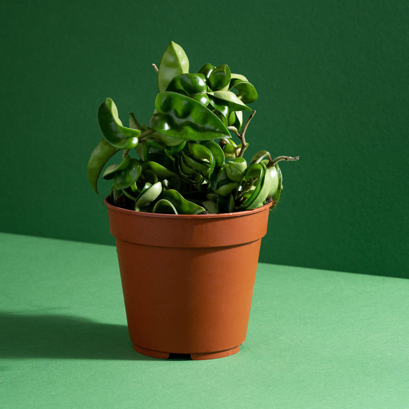 Hoya Carnosa Compacta | 12cm Pot | Pet Friendly House Plant - House of Kojo