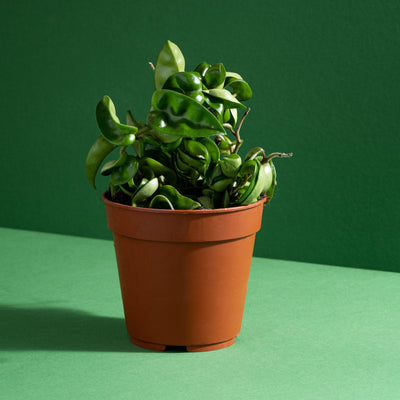 Hoya Carnosa Compacta | 12cm Pot | Pet Friendly House Plant - House of Kojo