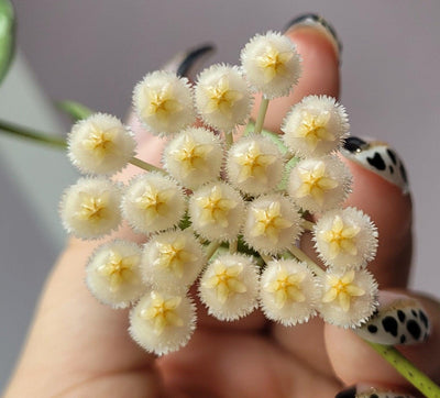 Hoya Carnosa Compacta | 12cm Pot | Pet Friendly House Plant - House of Kojo