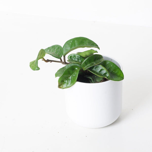 HOYA ロヘリ 250808 21 HOYA ロヘリ 250808 21 Hoya – Heavenly Creation Nursery