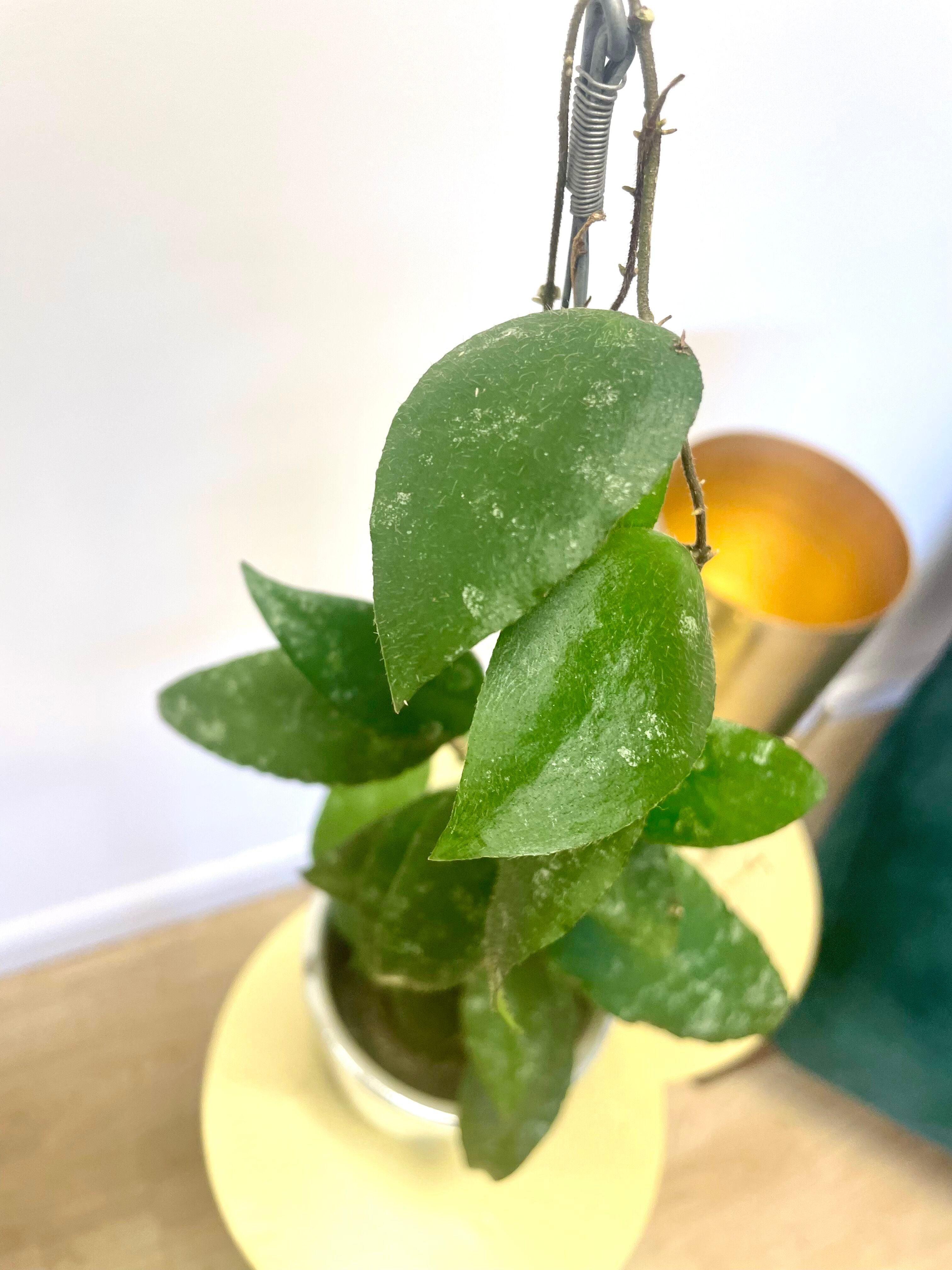 Hoya Caudata Sumatra – Hoya Planter Hoya Caudata Sumatra – Hoya Planter