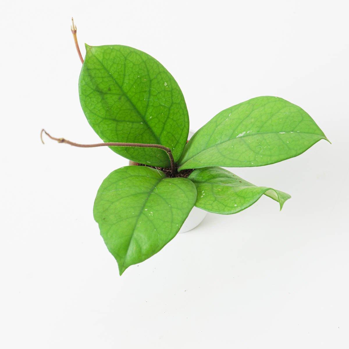 Hoya Fungii - House of Kojo