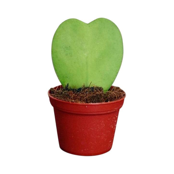 Hoya Kerrii | Sweetheart Plant - House of Kojo