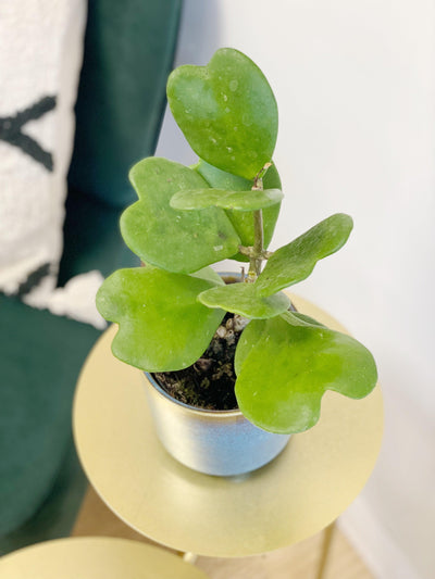 Hoya Kerrii | Sweetheart Plant - House of Kojo