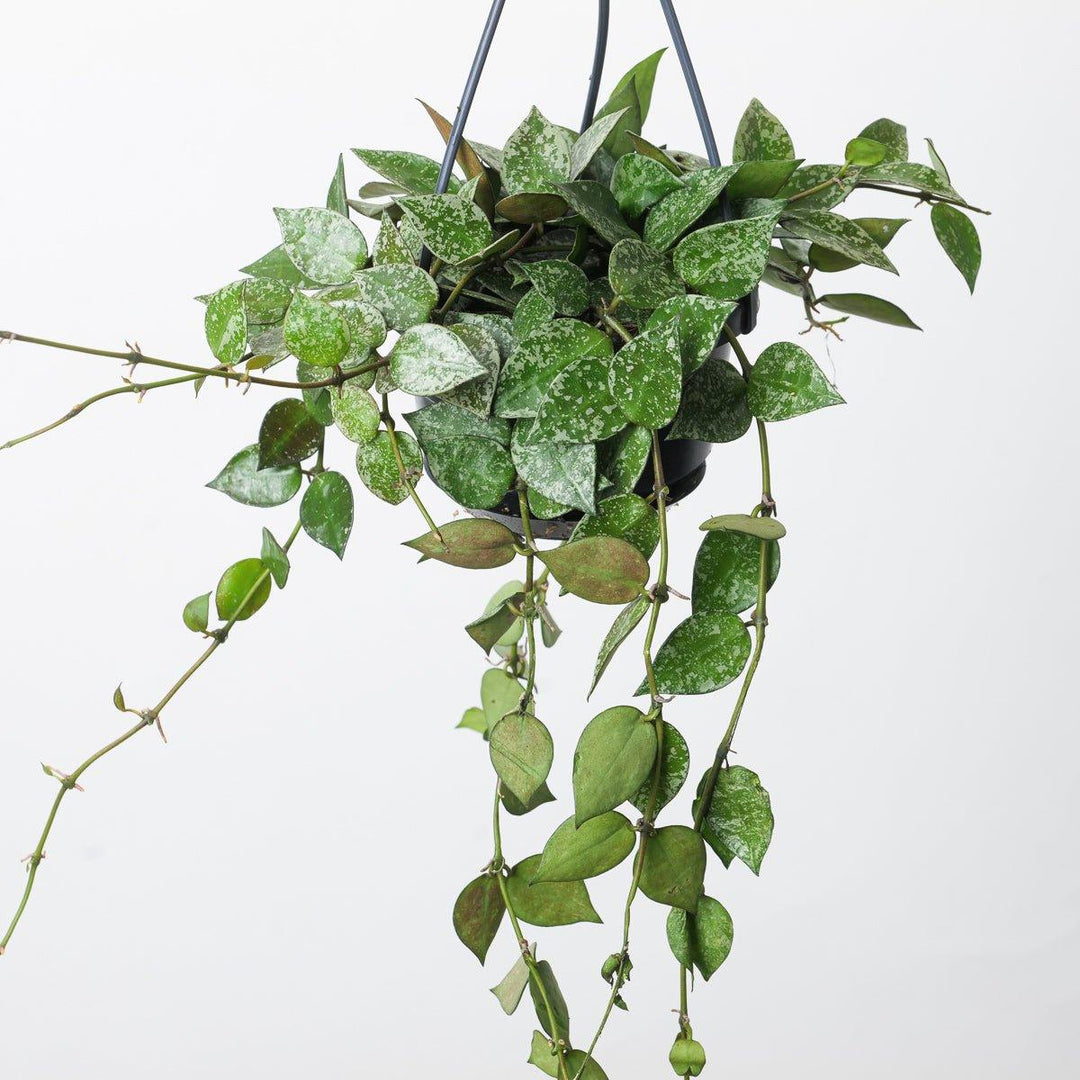 Hoya lacunosa