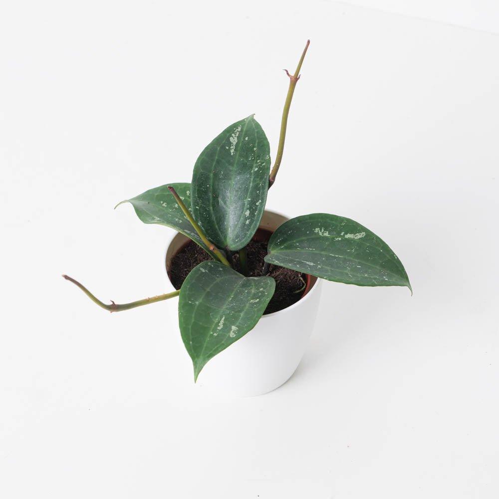 Hoya Latifolia Splash - House of Kojo