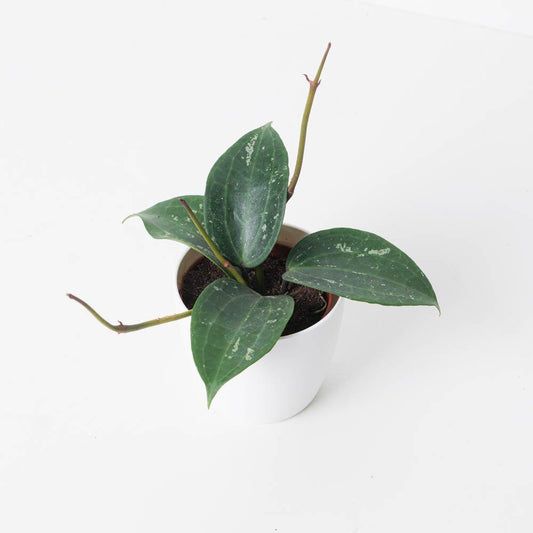 Hoya Latifolia Splash - House of Kojo
