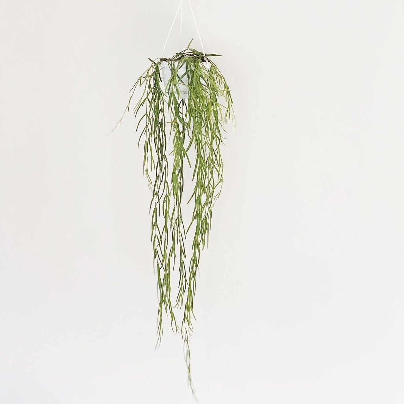 Hoya Linearis | Hanging Pot - House of Kojo