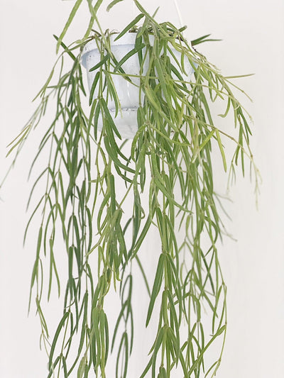 Hoya Linearis | Hanging Pot - House of Kojo