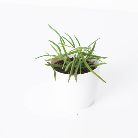 Hoya Linearis | Hanging Pot - House of Kojo
