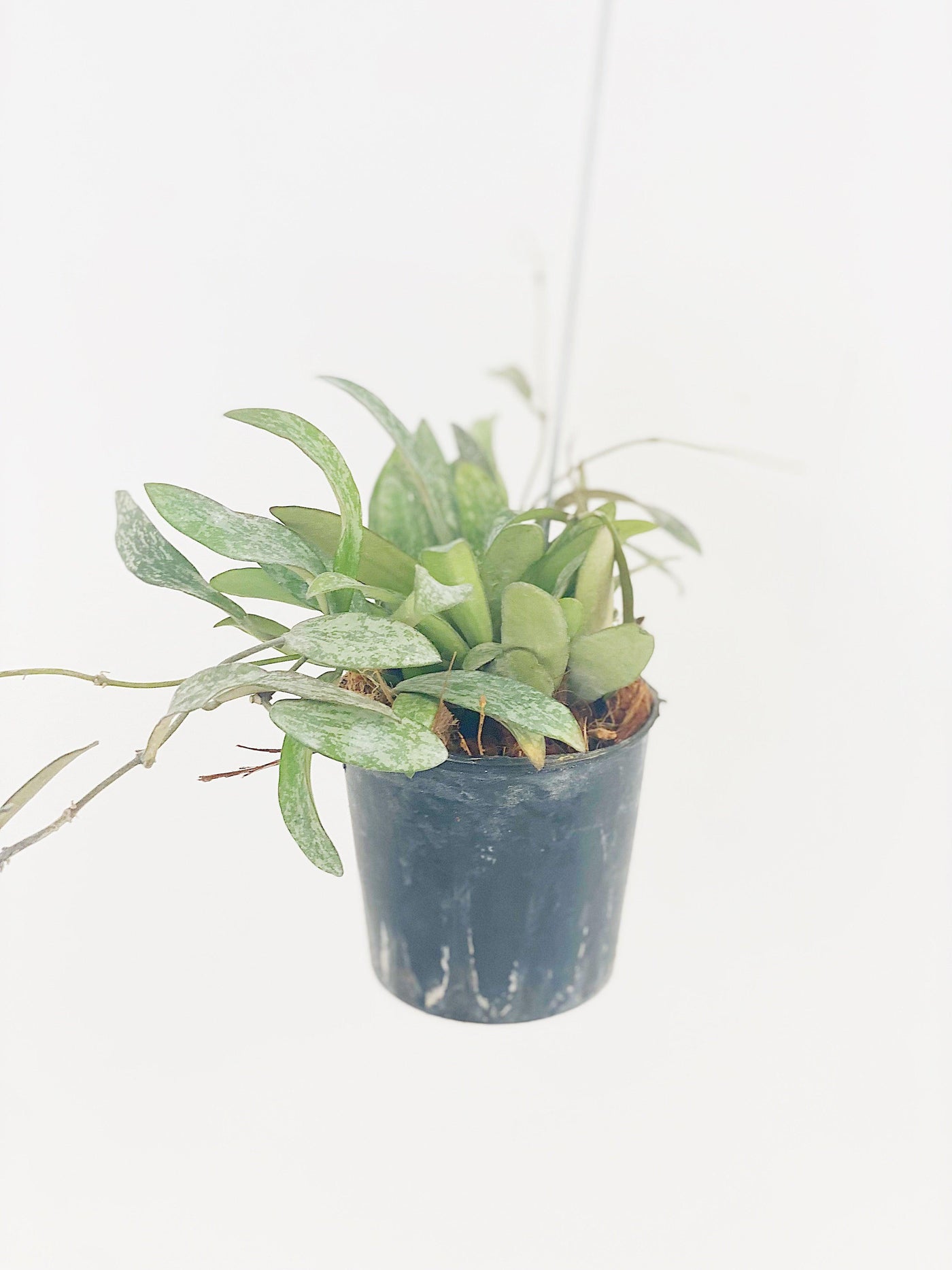 Hoya Sigillatis | 8cm Pot on Wire Hanger | House Plant - House of Kojo