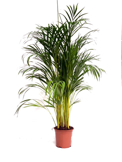 Dypsis lutescens 'Areca Palm' - House of Kojo