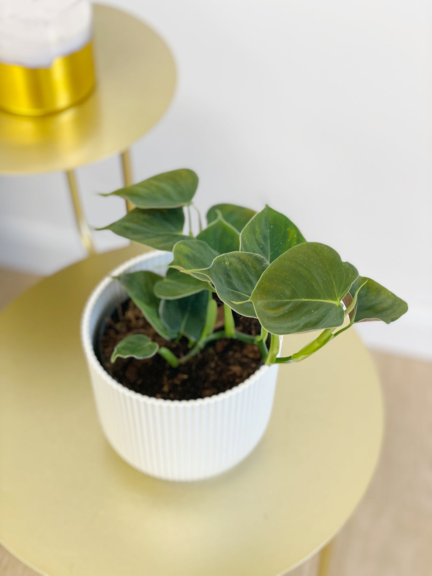 Philodendron Lupinum - House of Kojo