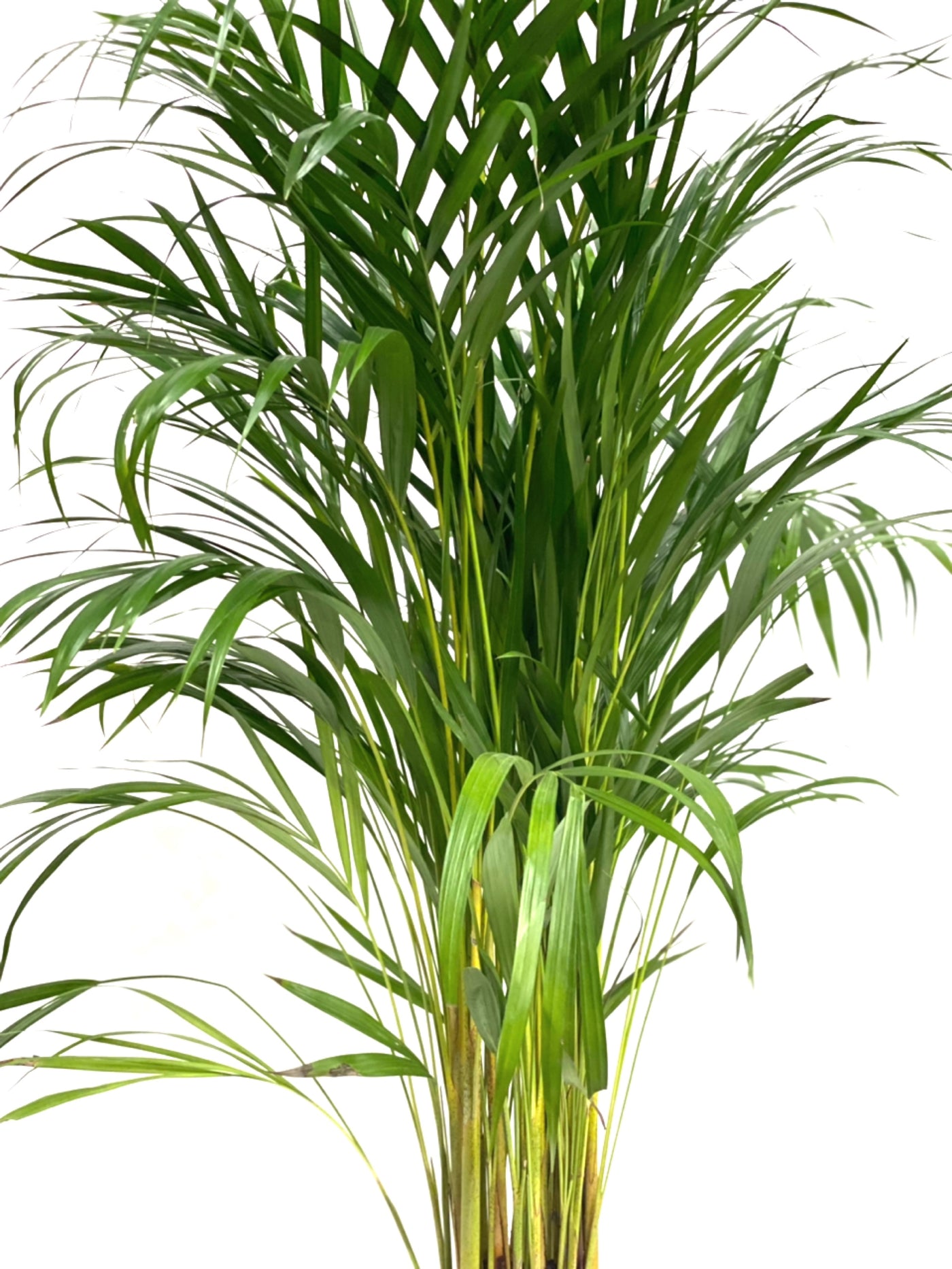 Dypsis lutescens 'Areca Palm' - House of Kojo