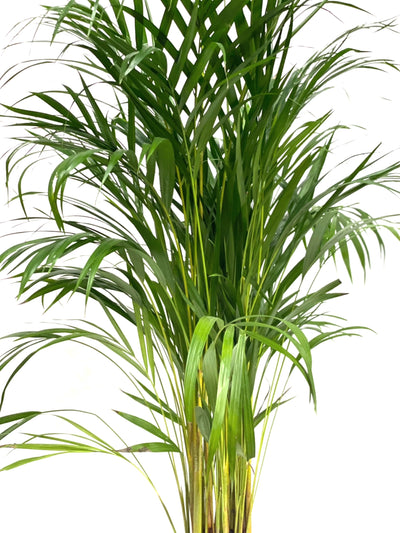 Dypsis lutescens 'Areca Palm' - House of Kojo