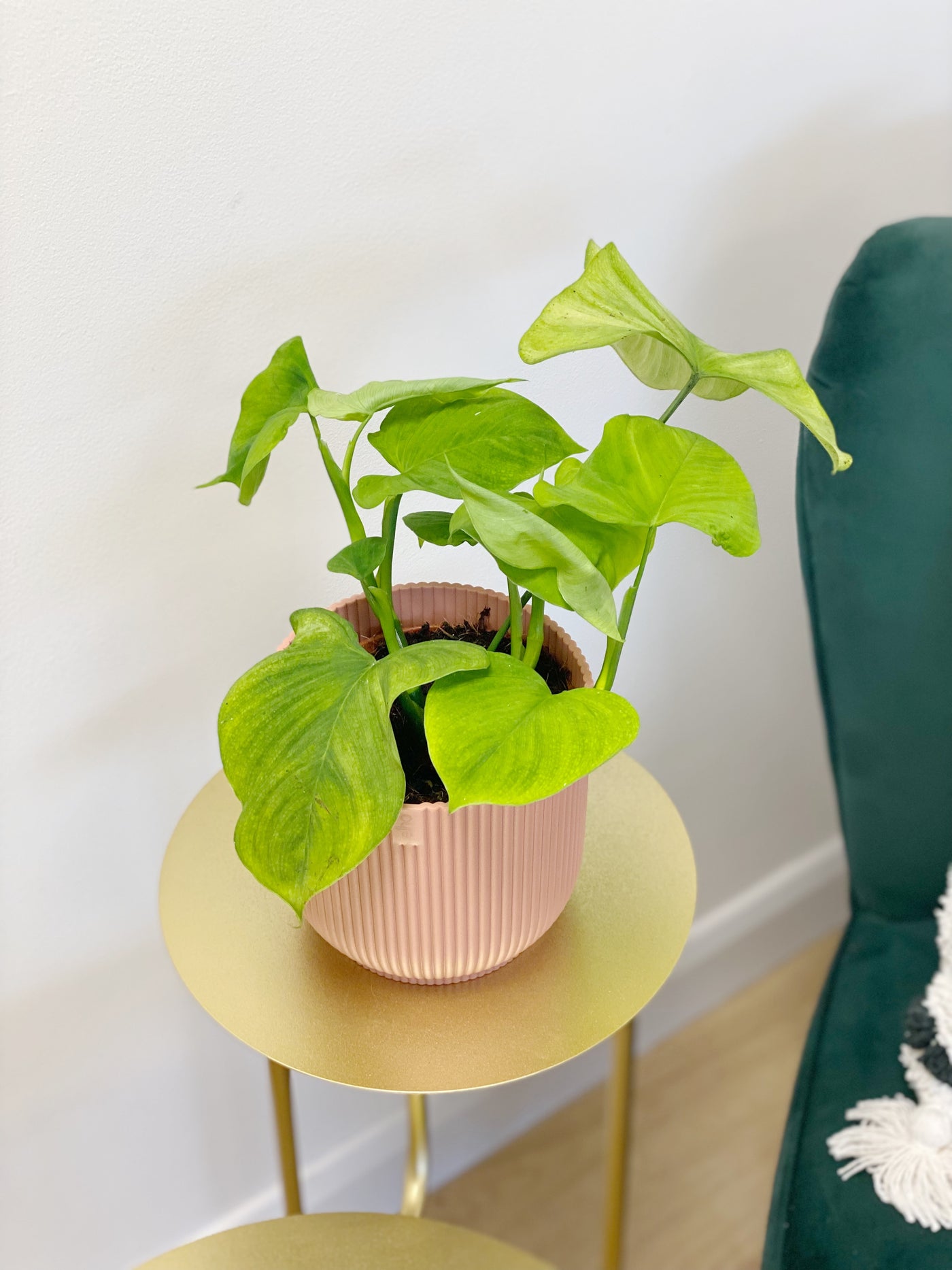 philodendron fibraecataphyllum mature Philodendron Fibraecataphyllum