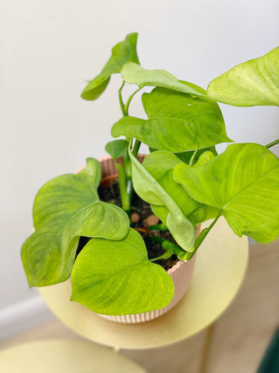 Philodendron Fibraecataphyllum - House of Kojo