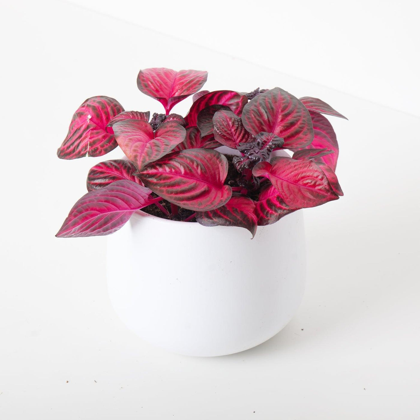Iresine Herbstii Red - House of Kojo