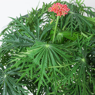 Jatropha multifida | Coral Plant - House of Kojo