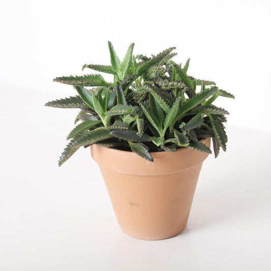 Kalanchoe daigremontiana | Mother of Thousands - House of Kojo