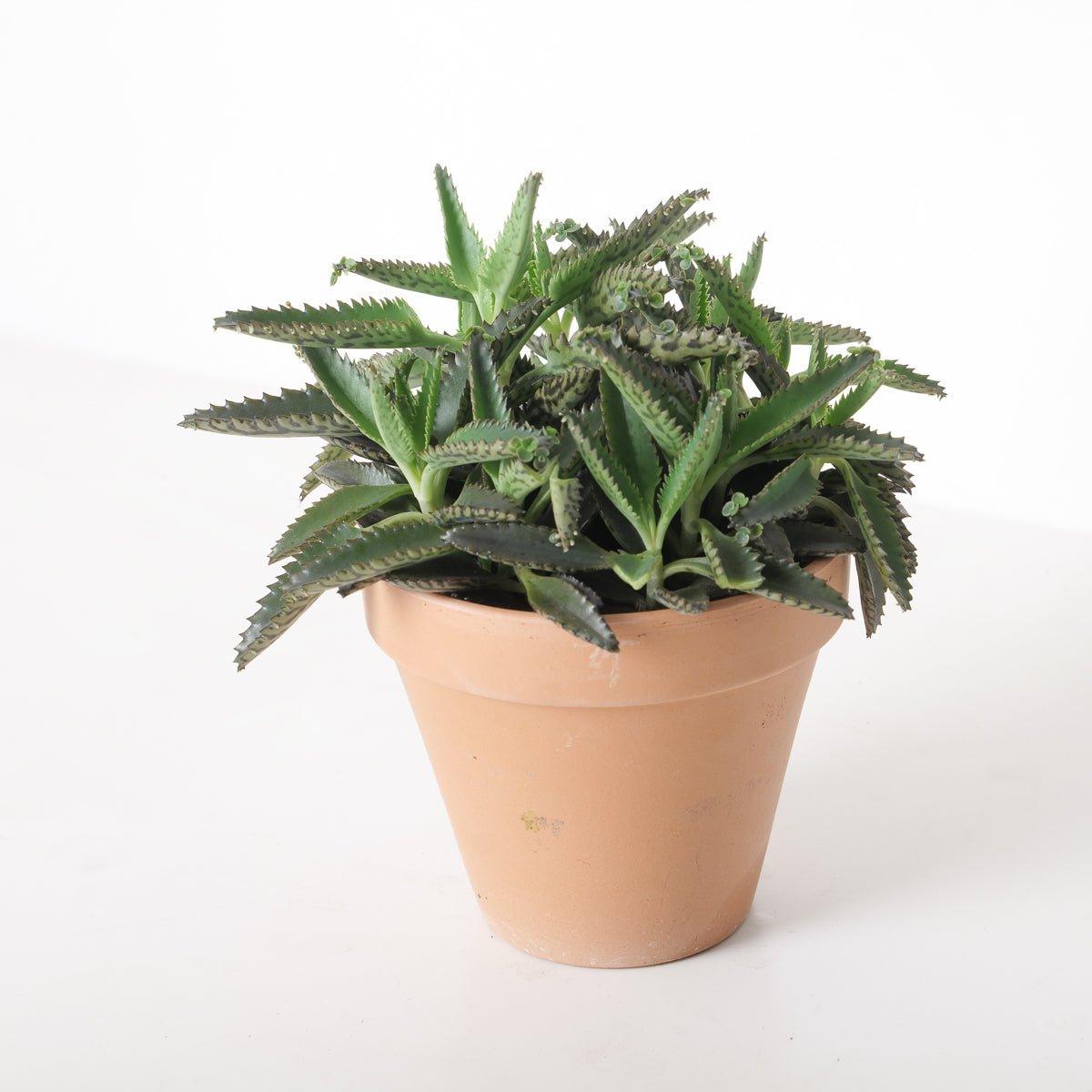 Kalanchoe daigremontiana | Mother of Thousands - House of Kojo