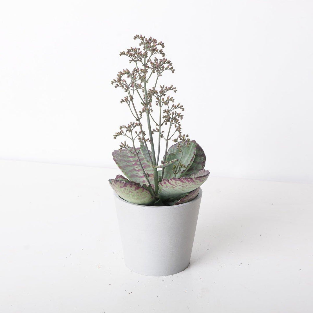 desert surprise succulent Kalanchoe 'Desert Surprise'