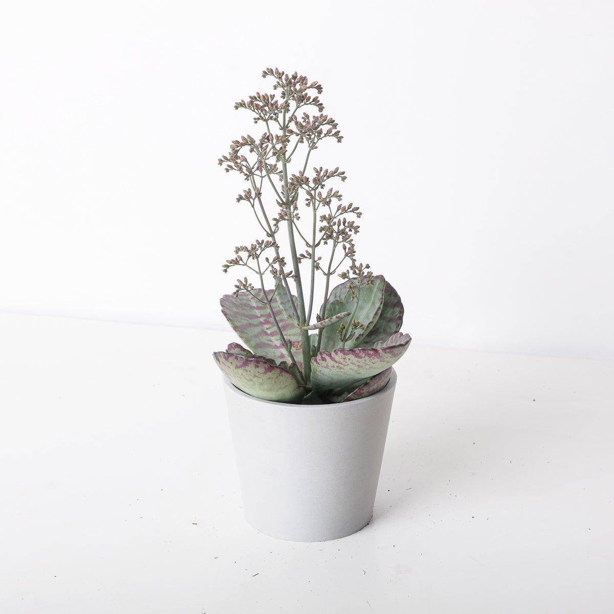 Kalanchoe 'Desert Surprise' - House of Kojo