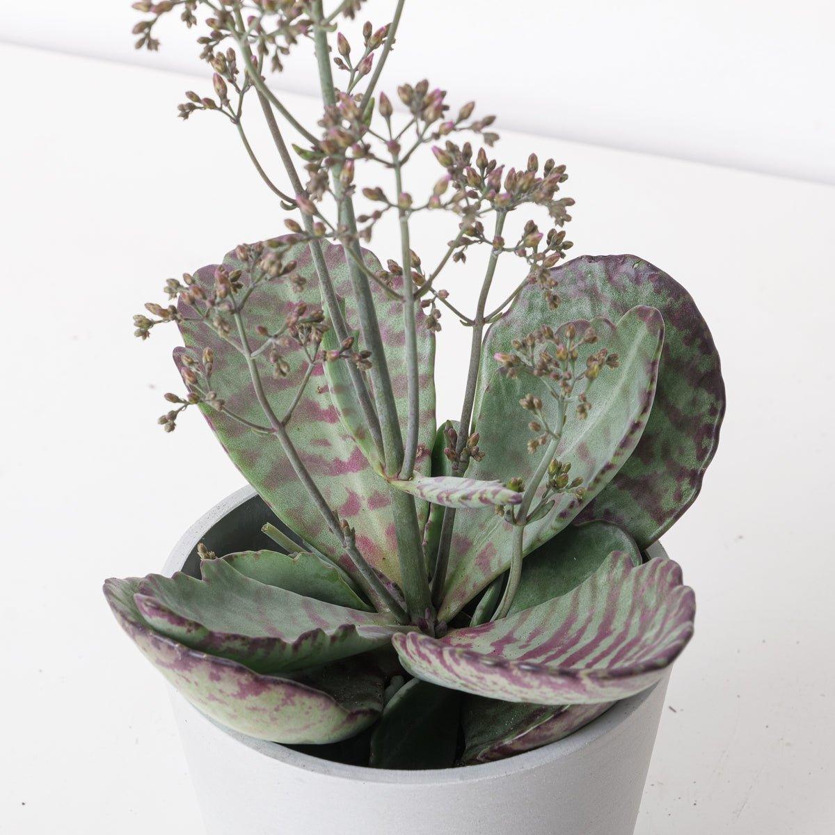 desert surprise succulent Kalanchoe 'Desert Surprise'