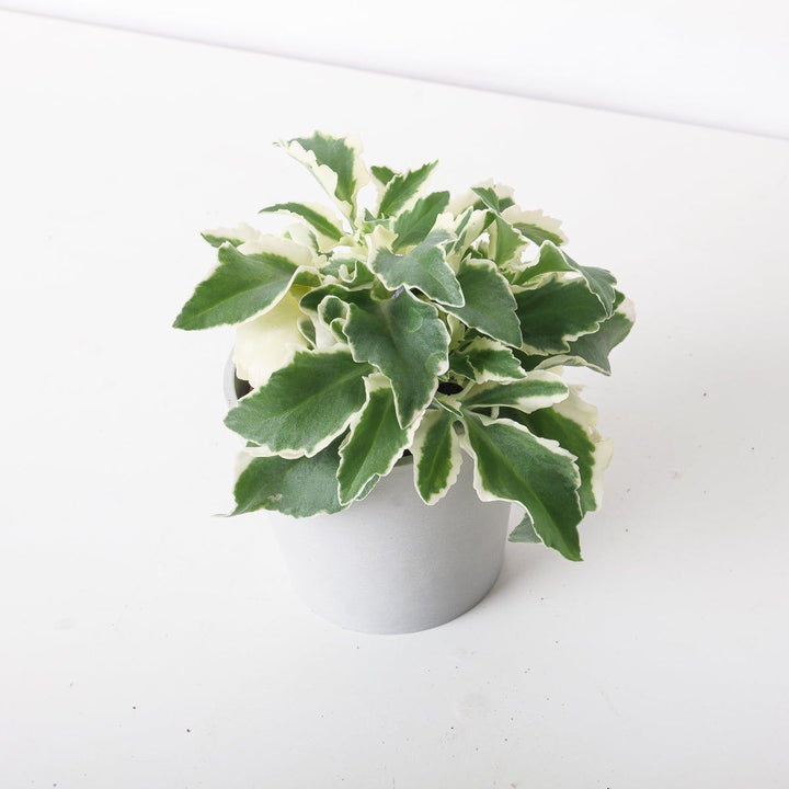 Kalanchoe Laciniata Variegated