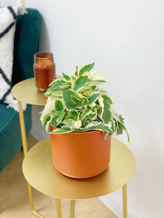 Kalanchoe Laciniata Variegated - House of Kojo