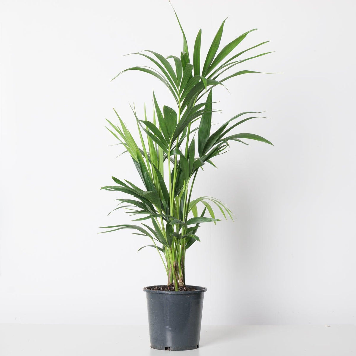 Kentia Palm | Howea Fosteriana - House of Kojo