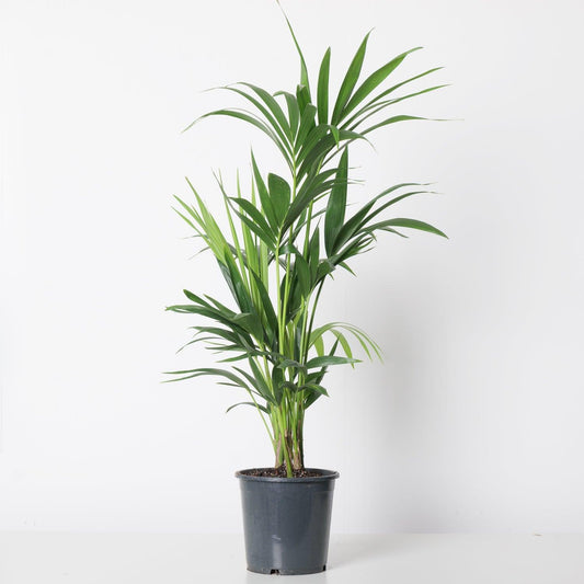 Kentia Palm | Howea Fosteriana - House of Kojo