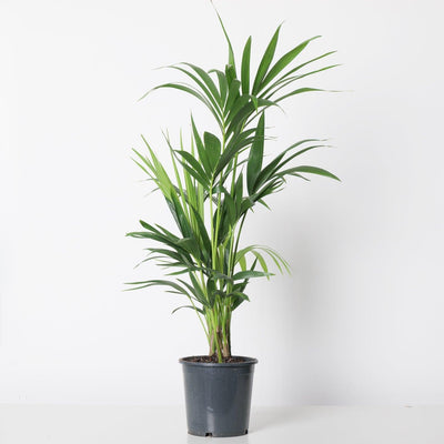 Kentia Palm | Howea Fosteriana - House of Kojo