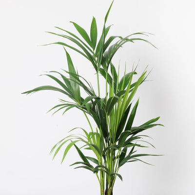 Kentia Palm | Howea Fosteriana - House of Kojo