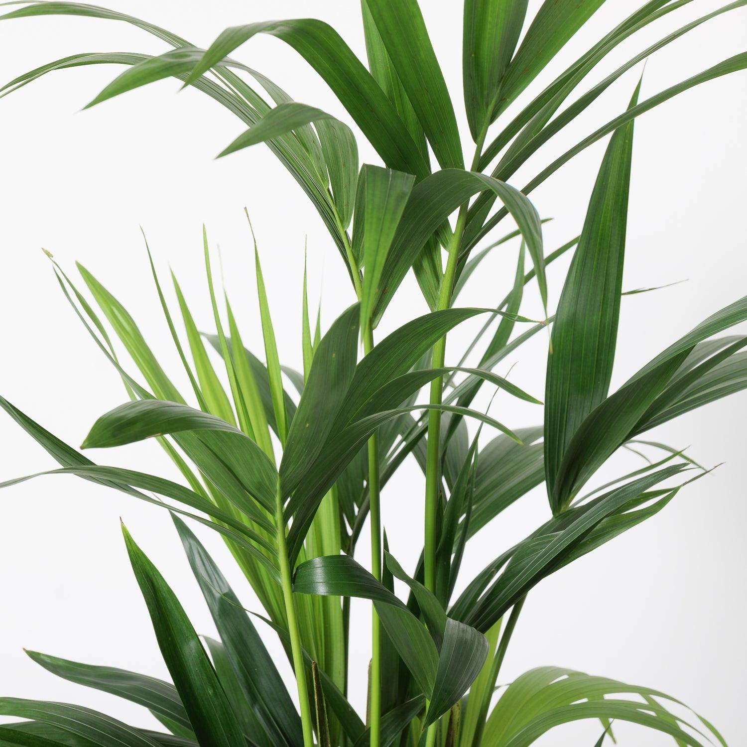Kentia Palm | Howea Fosteriana | Indoor Plants and Accessories – House ...