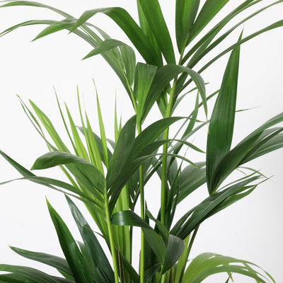 Kentia Palm | Howea Fosteriana - House of Kojo