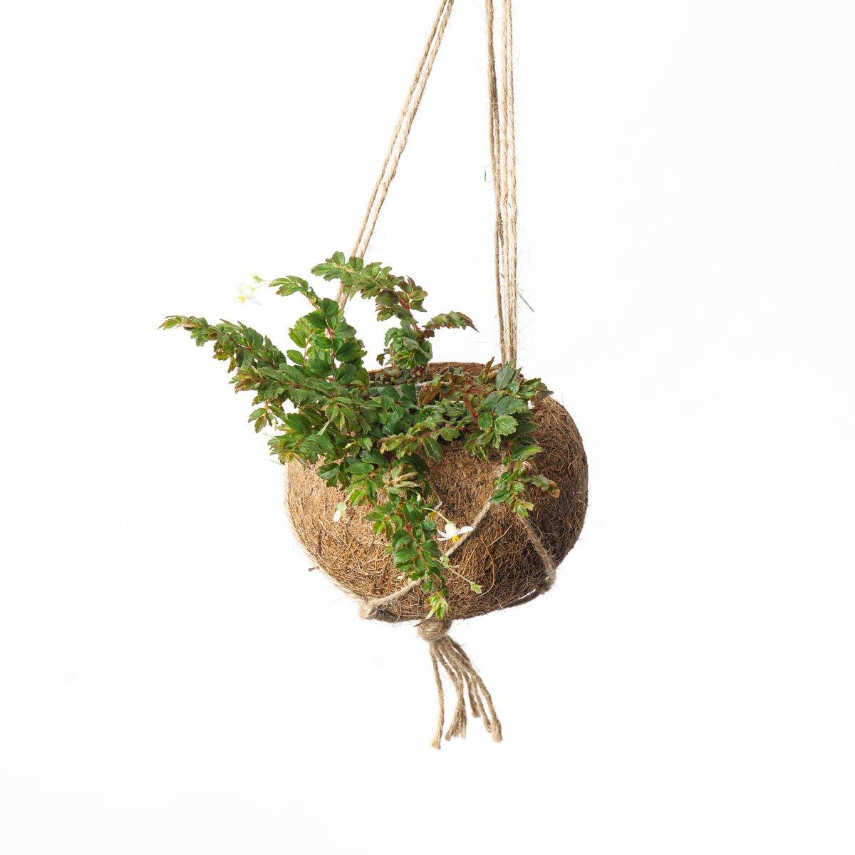 Kokodama "Coconut" hanging pot - House of Kojo