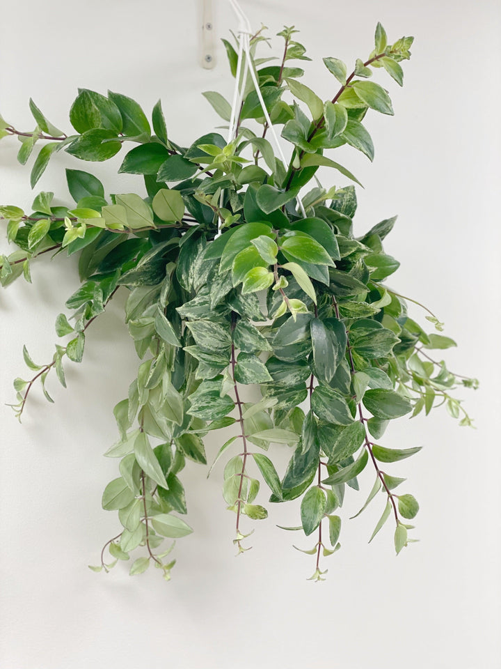 hanging lipstick plant Lipstick Plant | Aeschynanthus Radicans Variegated | House Plant