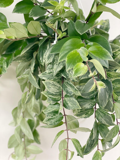 Lipstick Plant | Aeschynanthus Radicans Variegated | House Plant - House of Kojo