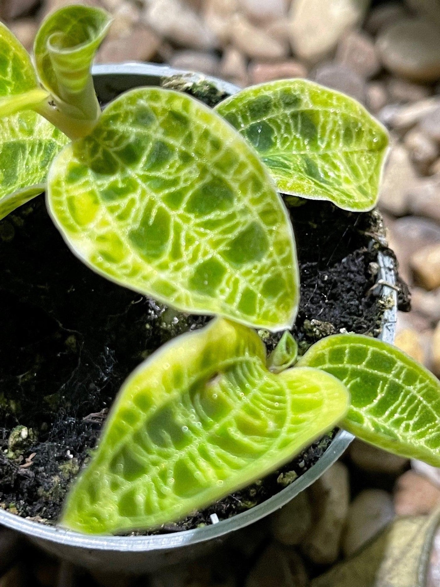 Macodes Petola Jewel Orchid Indoor Plants and Accessories
