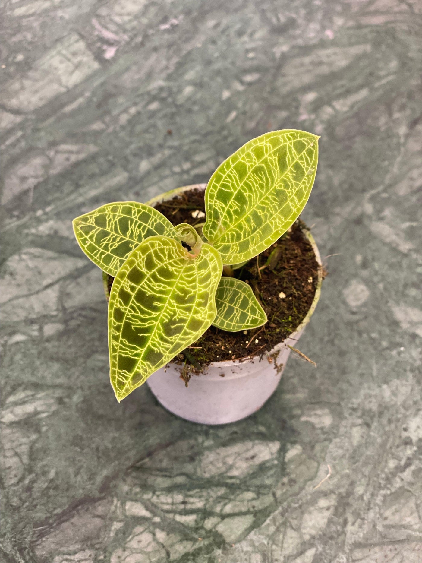 Jewel orchid hotsell macodes petola