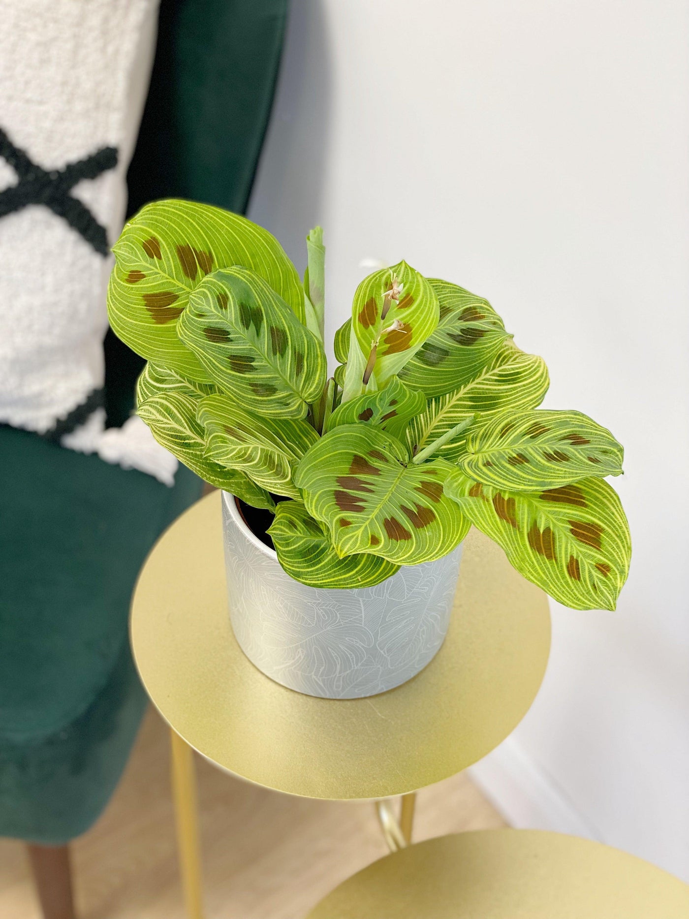 Maranta Fantasy | Prayer Plant - House of Kojo