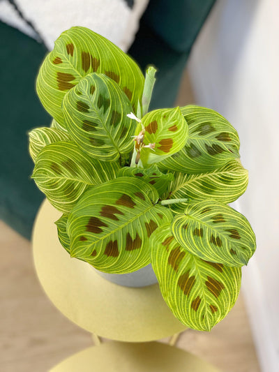 Maranta Fantasy | Prayer Plant - House of Kojo