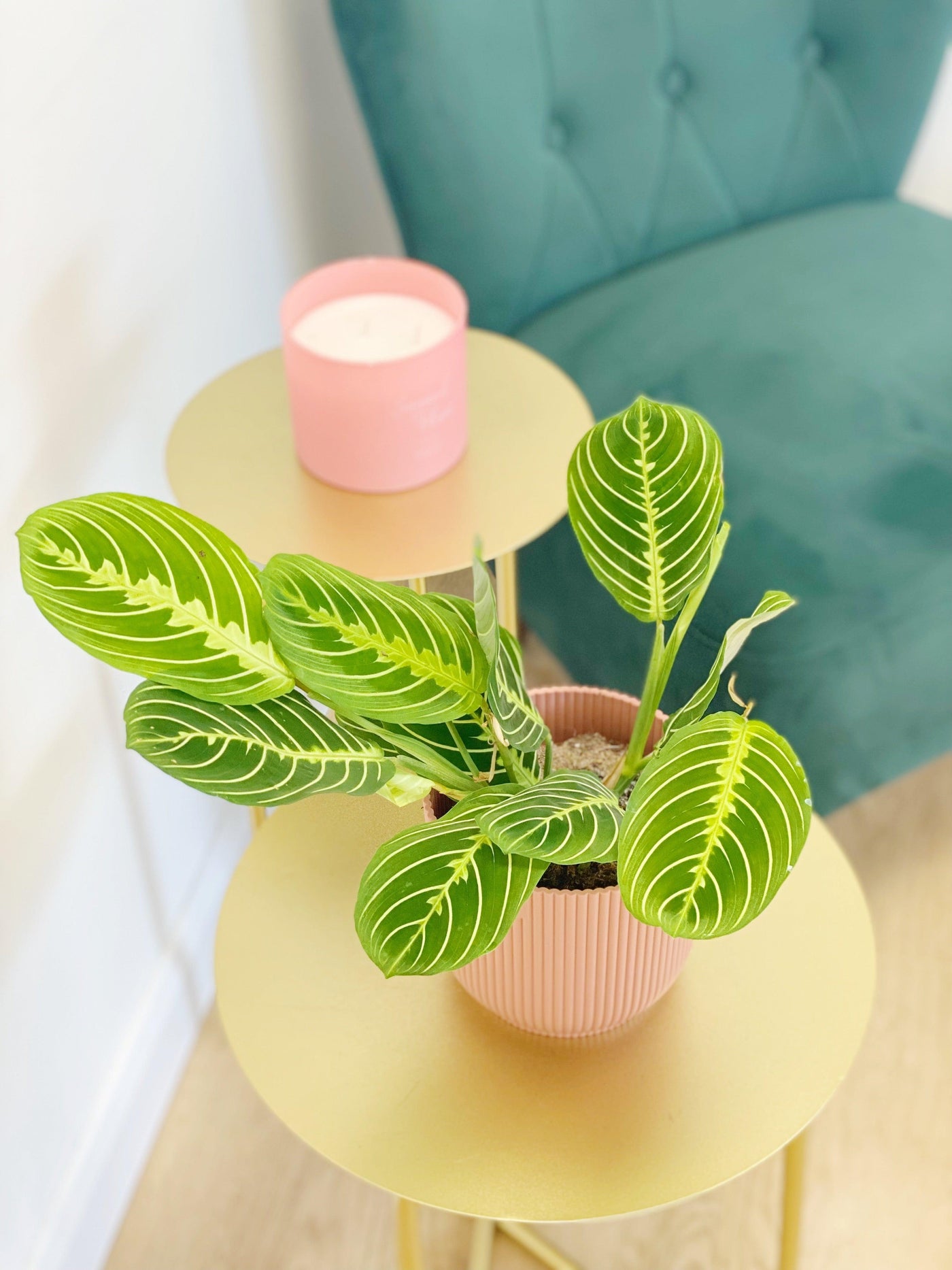 golden lemon prayer plant Maranta Lemon Lime | Prayer Plant