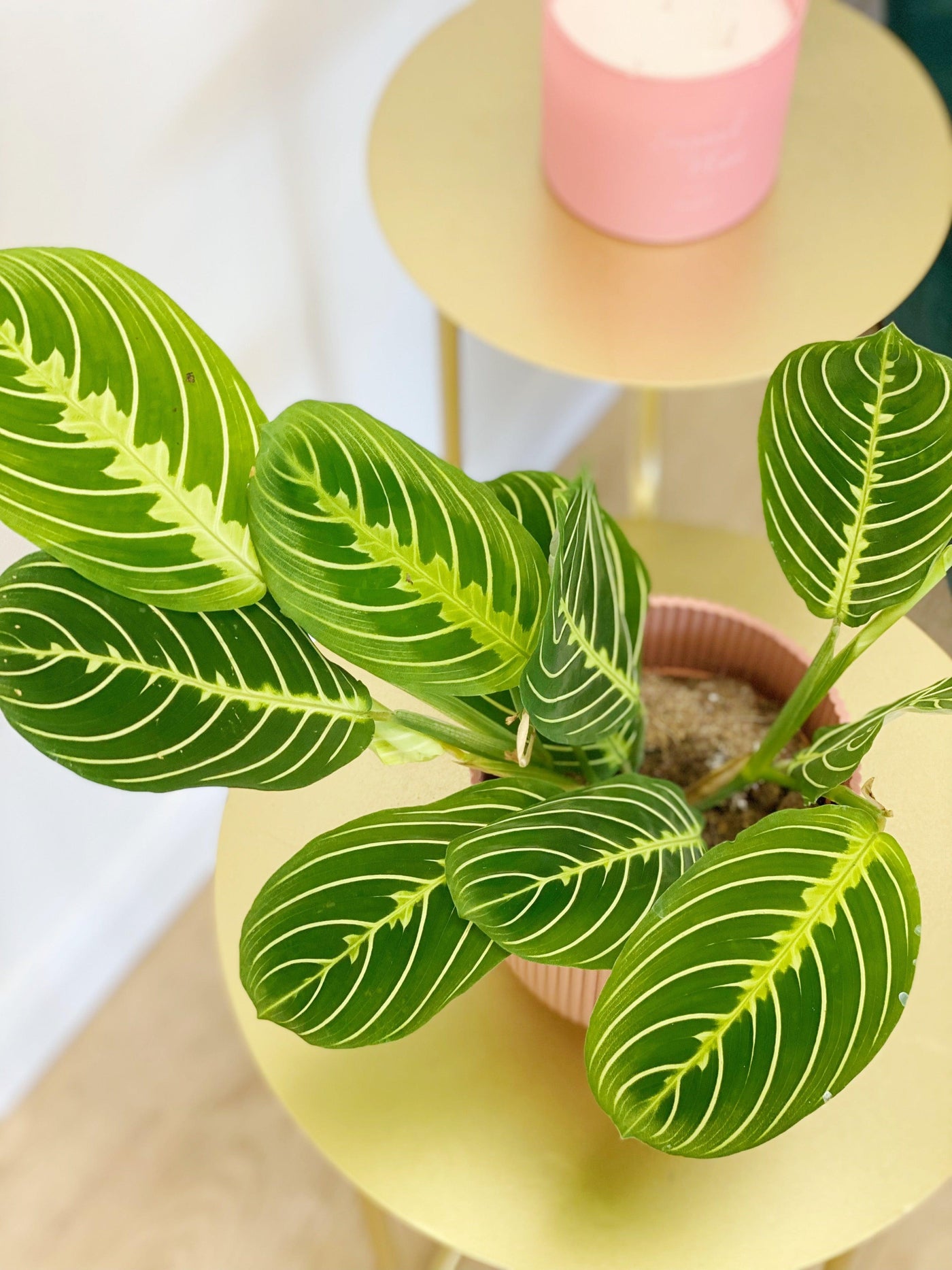 lemon lime succulent Maranta Lemon Lime | Prayer Plant